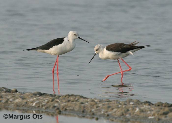 Karkjalg (Himantopus himantopus)
Chao Samran
Keywords: Tai Thailand black-winged stilt