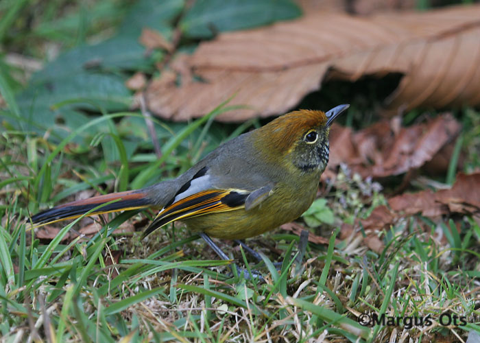 Minla strigula
Doi Inthanon
Keywords: Tai Thailand chestnut-tailed minla