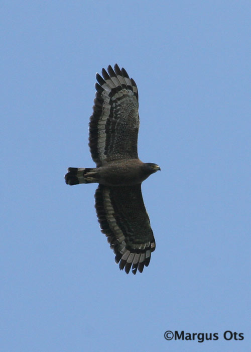 Spilornis cheela
Kaeng Krachan
Keywords: Tai Thailand crested serpent eagle