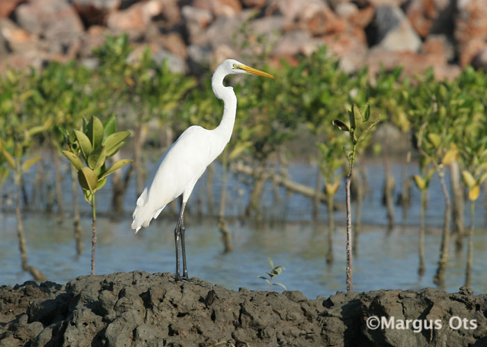 Hõbehaigur (Egretta alba)
Chao Samran
Keywords: Tai Thailand great white egret