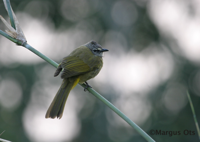 Pycnonotus flavescens
Kaeng Krachan
Keywords: Tai Thailand flavescent bulbul