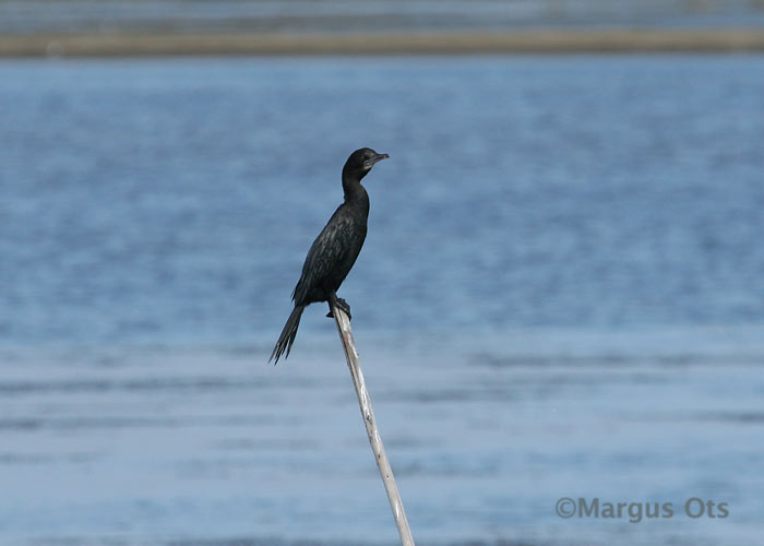 Phalacrocorax niger
Chao Samran
Keywords: Tai Thailand little cormorant