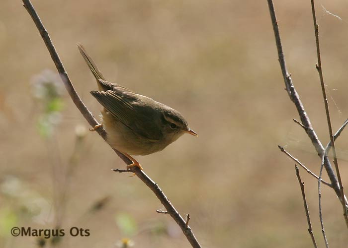 Siberi lehelind (Phylloscopus schwarzi)
Doi Inthanon
Keywords: Tai Thailand radde's warbler