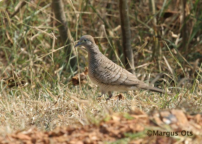 Geopelia striata
Chao Samran
Keywords: Tai Thailand peaceful zebra dove