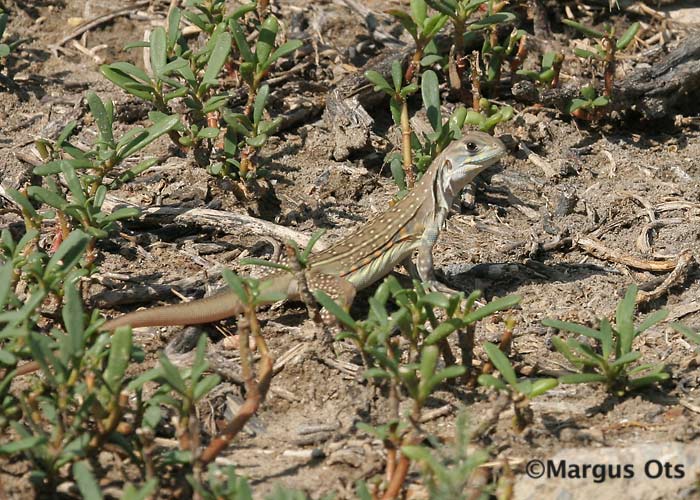 Sisalik
Chao Samran
Keywords: Tai Thailand lizard