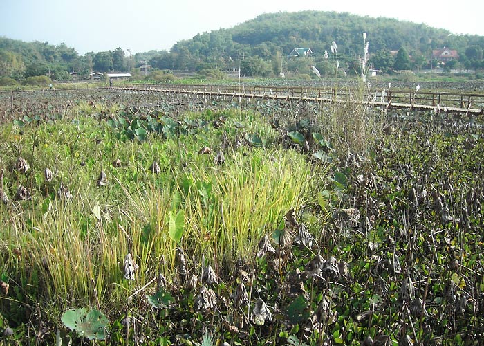 Linnujärv
Laudtee Chiang Saeni linnujärvel
Keywords: Tai Thailand