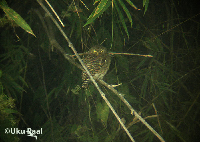 Glaucidium cuculoides
Chiang Dao
Keywords: Tai Thailand asian barred owlet