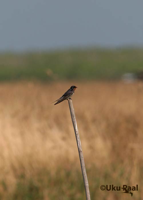 Suitsupääsuke (Hirundo rustica)
Chao Samran
Keywords: Tai Thailand barn swallow