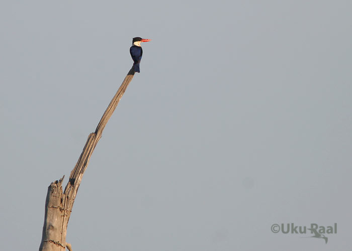 Halcyon pileata
Chao Samran
Keywords: Tai Thailand black capped kingfisher