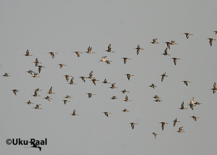 Limosa limosa
Chao Samran
Keywords: Tai Thailand black-tailed godwit