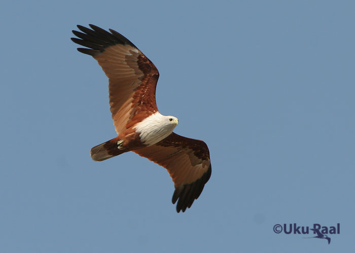 Haliastur indus
Chao Samran
Keywords: Tai Thailand brahminy kite