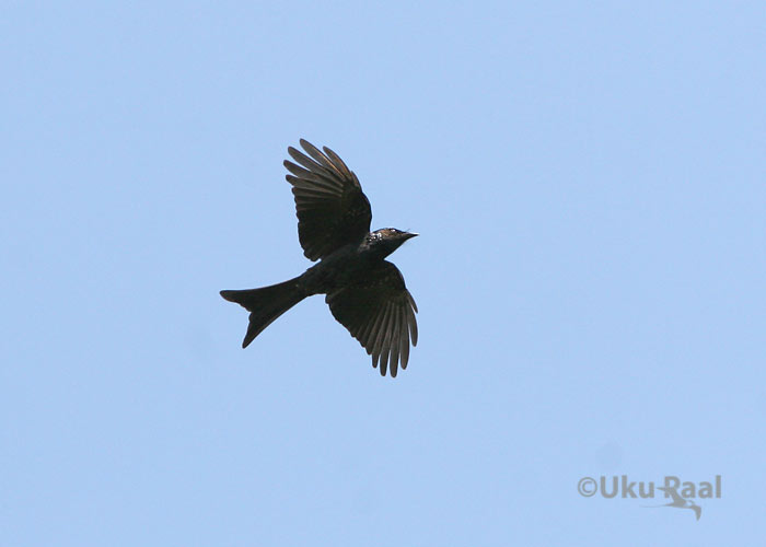 Dicrurus aeneus
Ang Khang
Keywords: Tai Thailand bronzed drongo