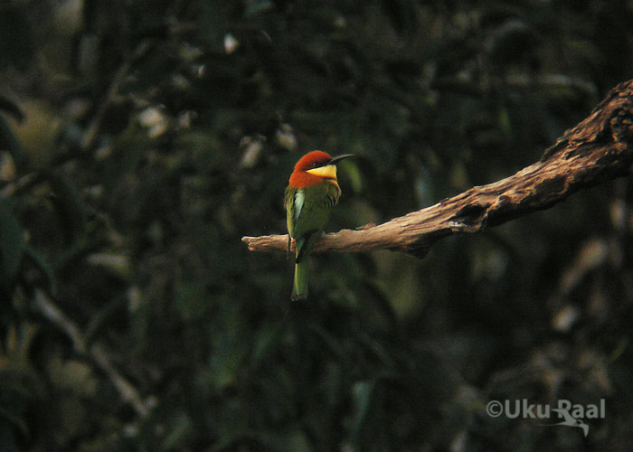 Merops leschenaultii
Kaeng Krachan
Keywords: Tai Thailand chestnut-headed beeeater