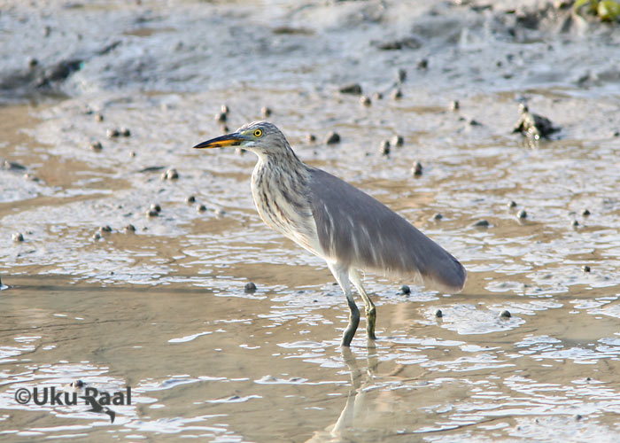 Ardeola bacchus
Chao Samran
Keywords: Tai Thailand chinese pond heron