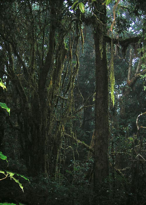 Vihmamets
Doi Inthanon
Keywords: Tai Thailand cloudforest