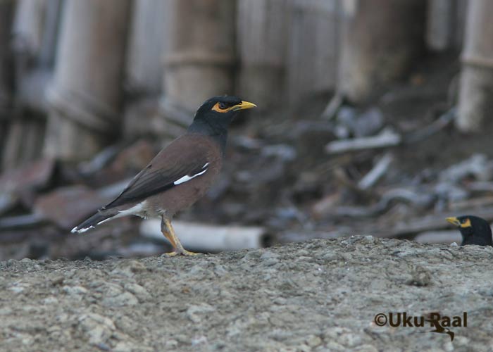 Acridotheres tristis
Chao Samran
Keywords: Tai Thailand common myna