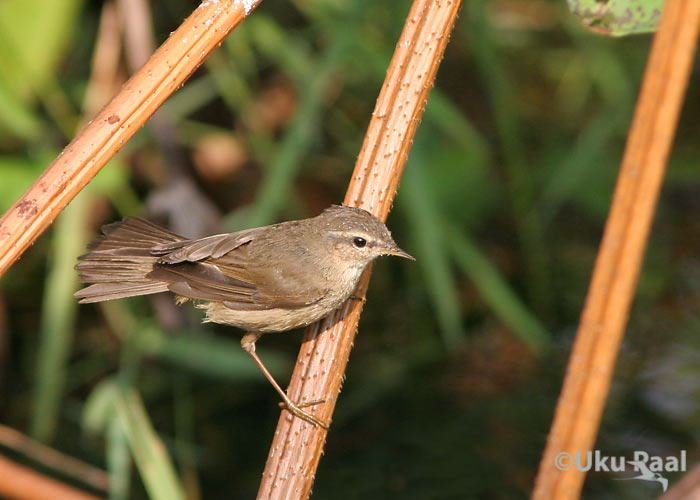 Tõmmu-lehelind (Phylloscopus fuscatus)
Chiang Saeni järv
Keywords: Tai Thailand dusky warbler