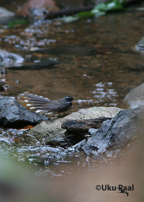 Rhipidura albicollis
Chiang Dao
Keywords: Tai Thailand white-throated fantail