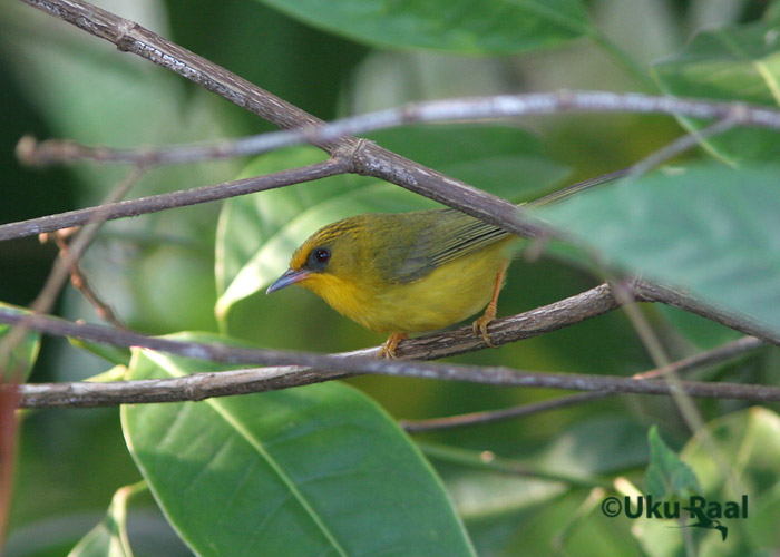 Stachyris chrysaea
Kaeng Krachan
Keywords: Tai Thailand golden babbler