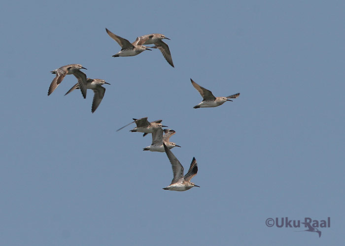 Calidris tenuirostris
Chao Samran
Keywords: Tai Thailand great knot