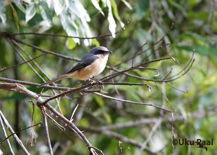 Lanius tephronotus
Pha Hom Pok
Keywords: Tai Thailand grey-backed shrike