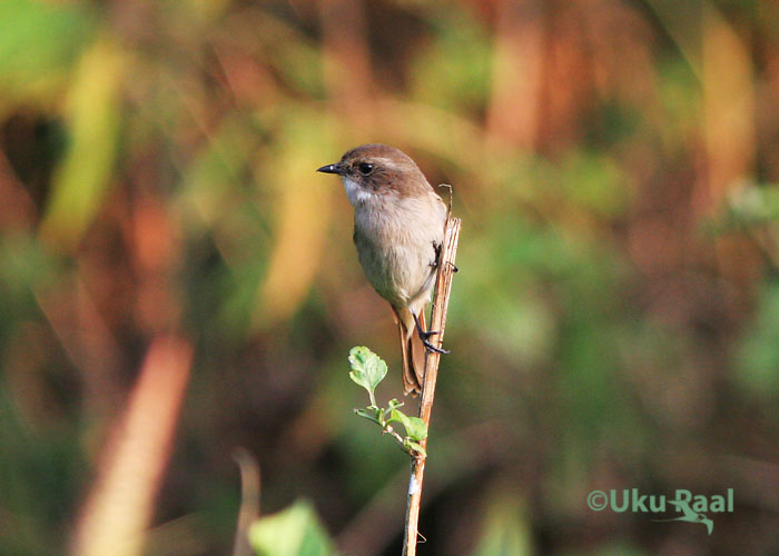 Saxicola ferrea
Pha Hom Pok
Keywords: Tai Thailand grey bushchat