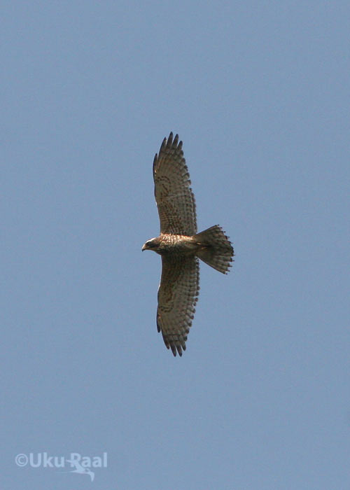 Butastur indicus
Kaeng Krachan
Keywords: Tai Thailand grey-faced buzzard