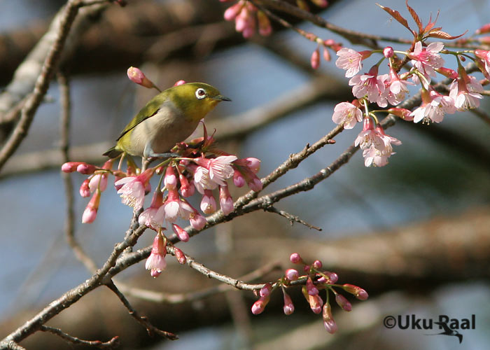 Zosterops japonica
Ang Khang
Keywords: Tai Thailand japanese white-eye