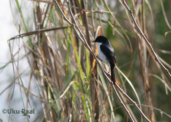 Saxicola jerdoni
Tha Ton
Keywords: Tai Thailand jerdons bushchat Tha Ton