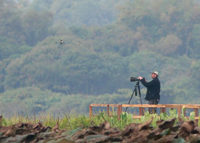 Lauri vs pääsuke
Chiang Saen
Keywords: Tai Thailand barn swallow