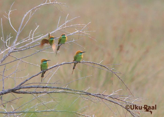 Merops orientalis ferrugeiceps
Chao Samran
Keywords: Tai Thailand green bee-eater