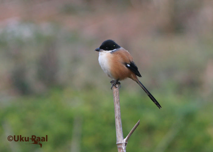 Lanius schach
Tha Ton
Keywords: Tai Thailand long-tailed shrike