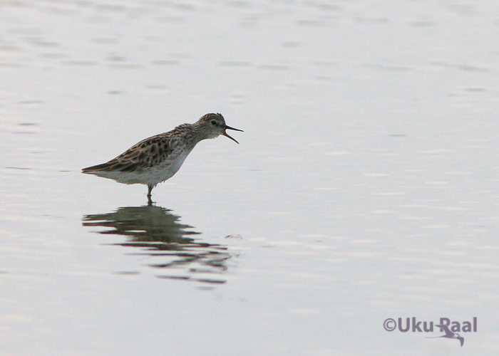 Calidris subminuta
Chao Samran
Keywords: Tai Thailand long-toed stint