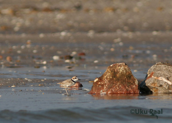 Charadrius peronii
Seda liivaluidete asukat ei osanud me isegi loota. Selle tülli populatsiooni hinnatakse alla 10 000 isendi, seega tõsiselt ohustatud liik. Chao Samran.
Keywords: Tai Thailand malaysian plover