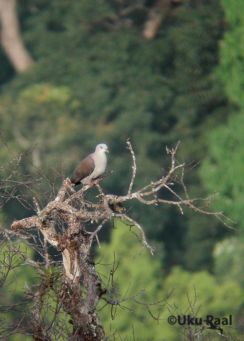 Ducula badia
Kaeng Krachan 
Keywords: Tai Thailand mountain imperial pigeon tuvi