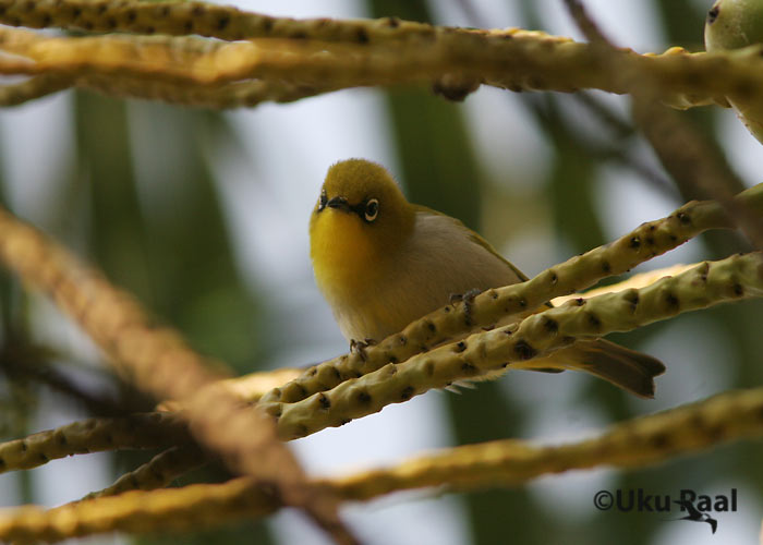 Zosterops palpebrosus
Chiang Dao
Keywords: Tai Thailand oriental white-eye