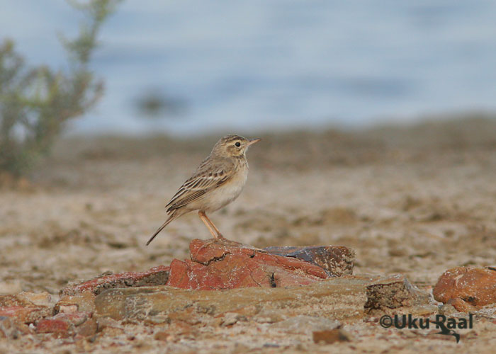 Anthus rufulus
Chao Samran
Keywords: Tai Thailand paddyfield pipit