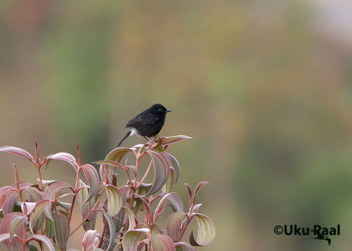 Saxicola caprata
Tha Ton
Keywords: Tai Thailand pied bushchat