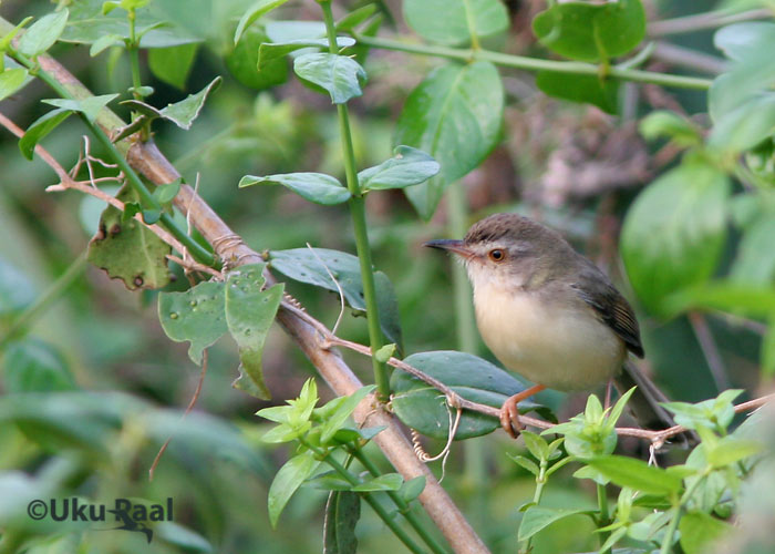 Prinia inornata
Chao Samran
Keywords: Tai Thailand Prinia inornata