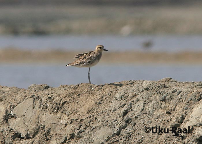 Pluvialis fulva
Chao Samran
Keywords: Tai Thailand pacific golden plover