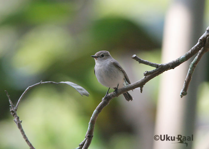 Ficedula albicilla
Hiljuti väiketikast splitatud liik, keda on kohatud ka näiteks Rootsis. Chiang Saen.
Keywords: Tai Thailand red-throated flycatcher