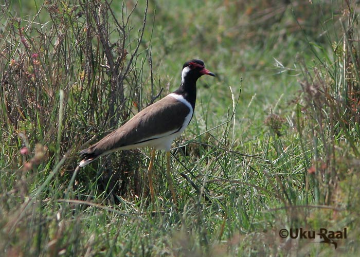 Vanellus indicus
Chao Samran
Keywords: Tai Thailand red-wattled lapwing