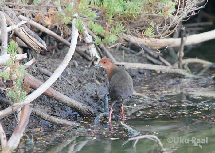 Porzana fusca
Chao Samran
Keywords: Tai Thailand ruddy-breasted crake