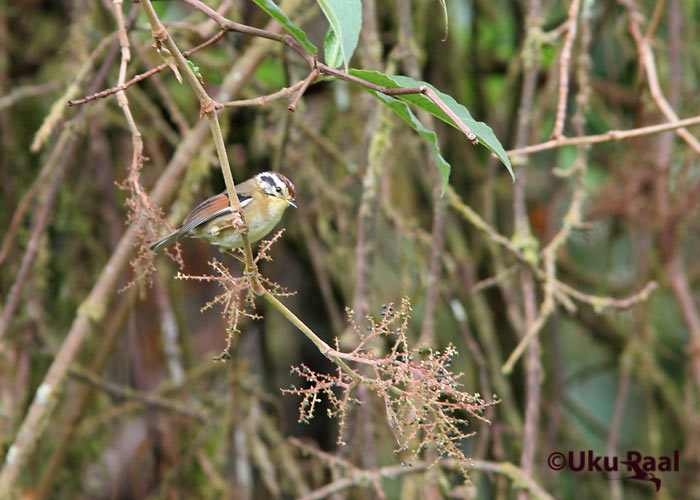 Alcippe castaniceps
Doi Inthanon
Keywords: Tai Thailand rufous-winged fulvetta