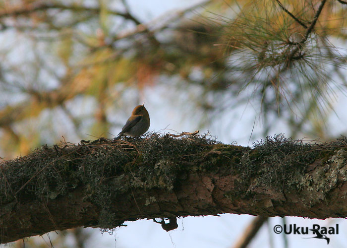 Ficedula sapphira
Doi Chiang Dao
Keywords: Tai Thailand sapphire flycatcher