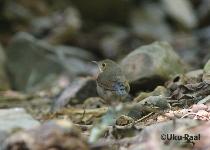 Luscinia cyane
Chiang Dao
Keywords: Tai Thailand siberian blue robin