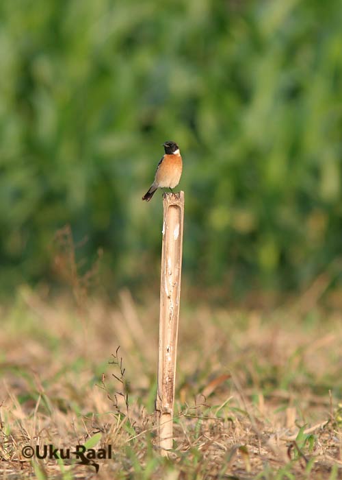 Saxicola maurus
Tha Ton 
Keywords: Tai Thailand siberian stonechat