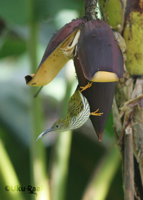 Arachnotera magna
Doi Inthanon
Keywords: Tai Thailand streaked spiderhunter