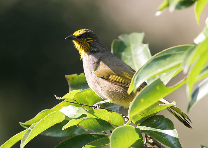 Pycnonotus finlaysoni
Chiang Dao 
Keywords: Tai Thailand stripe-throated bulbul