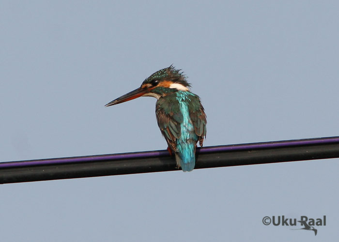 Jäälind (Alcedo atthis)
Chao Samran
Keywords: Tai Thailand